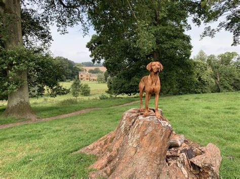 Discover a Dog Friendly Cotswolds | Lords of the Manor Hotel