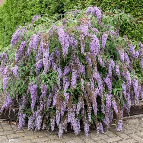 Budleja płacząca Wisteria Lane duże sadzonki - 8825787691 - oficjalne archiwum Allegro