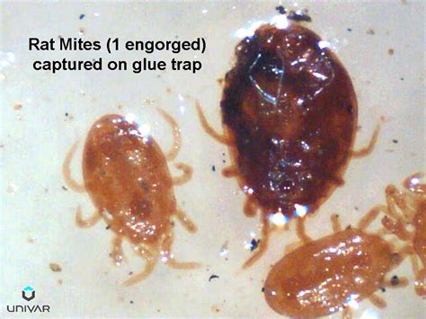 Mites | Human Skin Parasites & Delusional Parasitosis