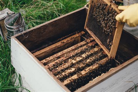 Learn more about honey farms and #honeybees during #NationalHoneyMonth! | AgAmerica Lending ...