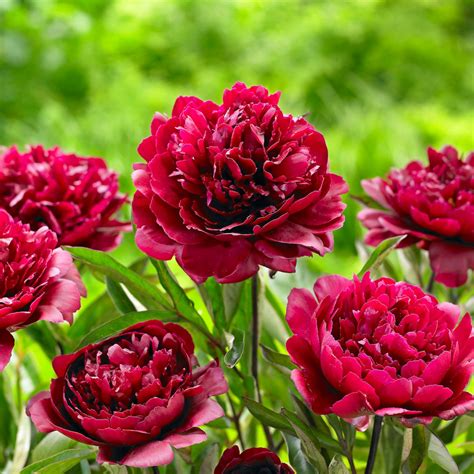 Burgundy Flowers for a Bold Perennial Garden - Birds and Blooms