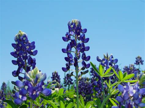 Texas BlueBonnets 1 Free Stock Photo | FreeImages