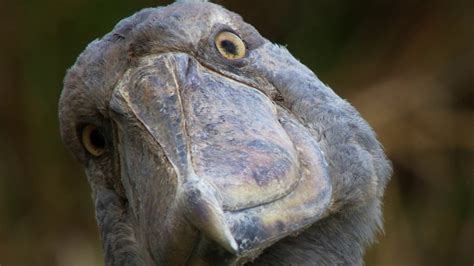 Download Animal Shoebill HD Wallpaper