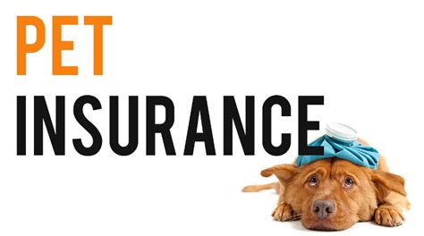 The Ultimate Guide to Choosing the Right Pet Insurance Plan