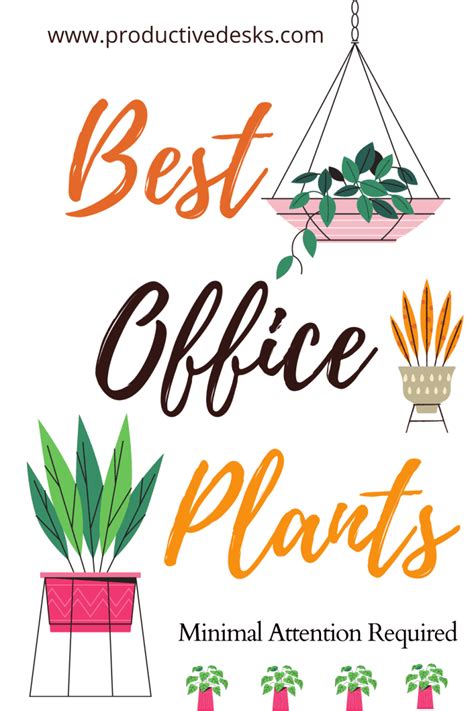 +15 Best Office Plants For Desk That Require Minimal Attention - Productive Desks