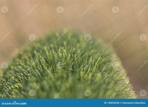 Lawn grass with sunlight stock photo. Image of park - 130043238