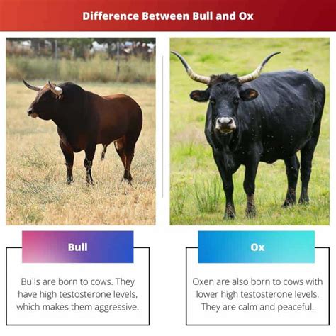 Bull vs Ox: Difference and Comparison