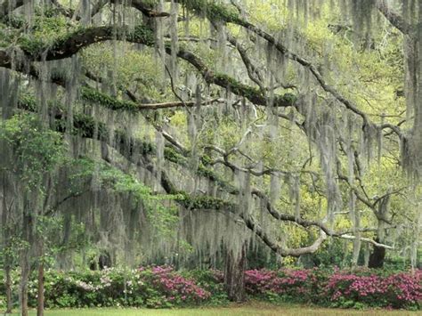 'Live Oak Tree Draped with Spanish Moss, Savannah, Georgia, USA ...