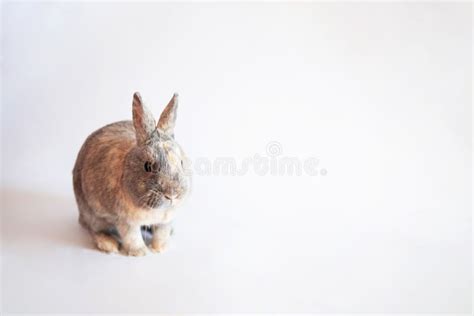 Adorable Grey Rabbit Isolated on White Background. Stock Image - Image ...