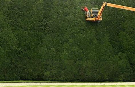 WHEN DO YOU CUT BACK A LEYLANDII HEDGE? |The Garden of Eaden