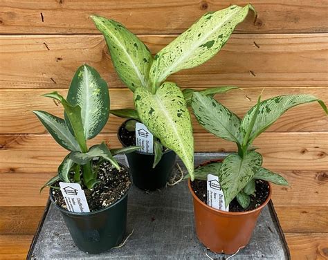 Dumb Cane or Dieffenbachia Yellow Leaves Causes + Fixes - Homes Pursuit