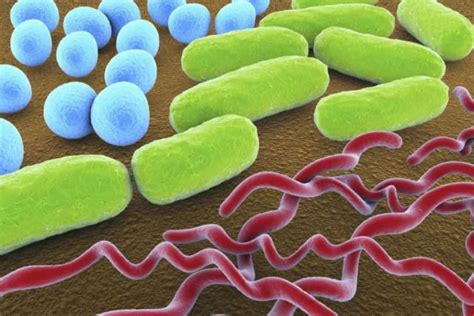 3 Common Bacteria Shapes