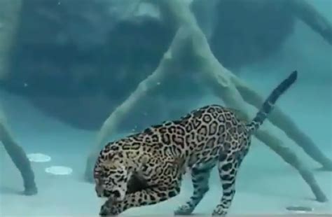 Jaguar amazes zoo visitors by swimming for its supper (video)