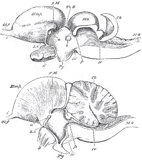 Neurology of Sauropsida | The Muscles and the Viscera of the Sauropsida