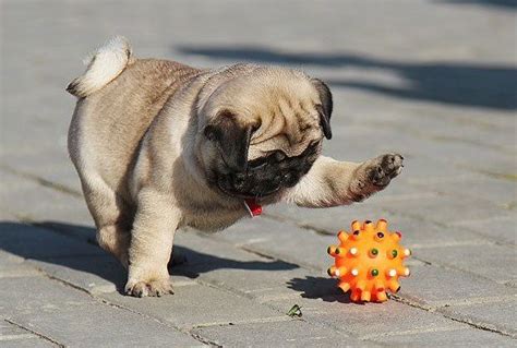 12 Reasons Why You Should Never Own Pugs