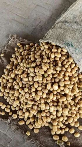 A Grade Fresh Potato Seeds, Packaging Size: 50kg, Packaging Type: Gunny ...