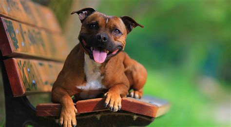 Staffordshire Bull Terrier Breed Information, Photos, History and Care