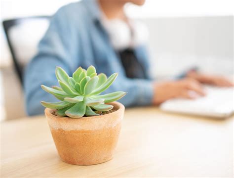 4 Best Succulents For Your Office