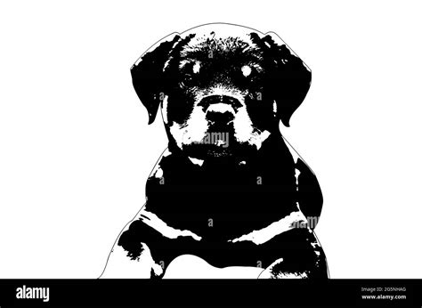 Rottweiler Clipart Black And White