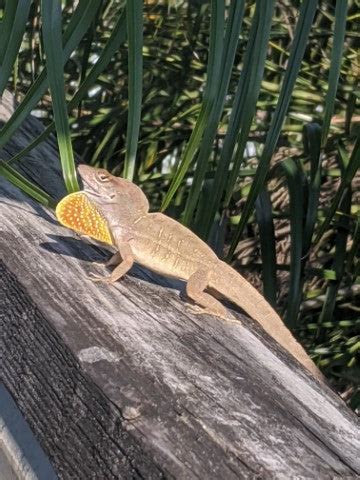 Anole Care Guide - The Critter Depot