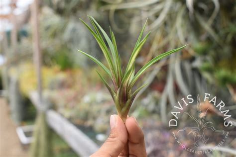 Tillandsia cyanea - Davis Farms Wholesale Tillandsias