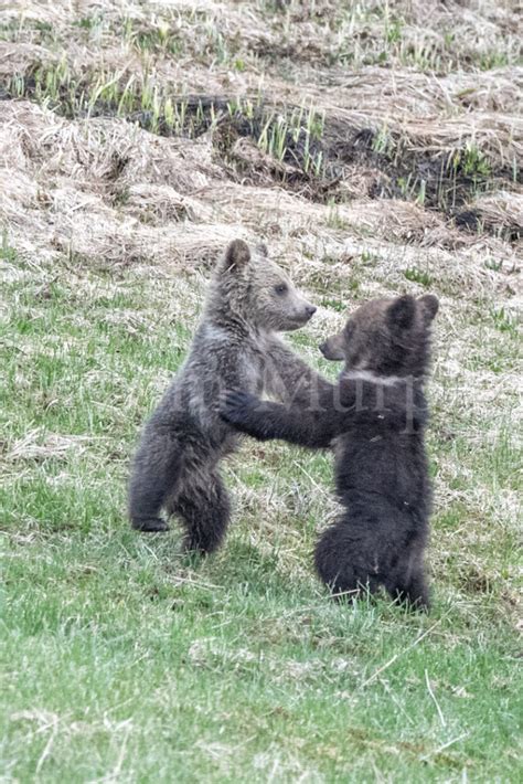 Grizzly Cubs Playing – Tom Murphy Photography