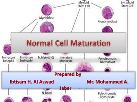 PPT - Normal Cell Maturation PowerPoint Presentation, free download - ID:591543