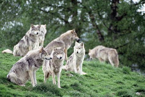 Tres lobos grises, naturaleza, depredador, familia, lobos, invierno ...