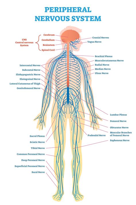 Map Of Nerves In Human Body