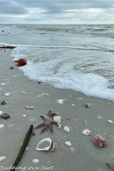 Sanibel Island Shells & Shelling Guide « Running in a Skirt