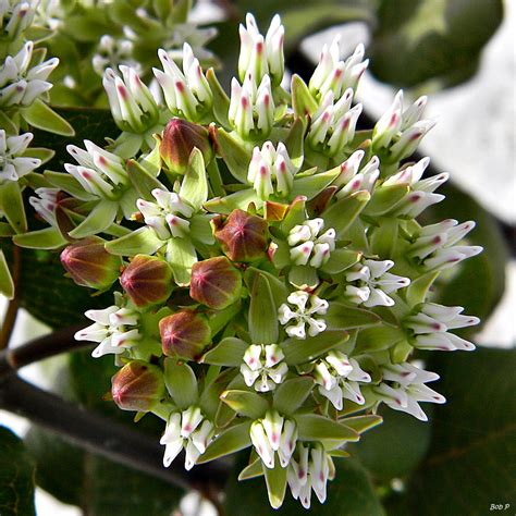 The 20 Most Beautiful Native South Florida Flowers