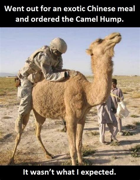 Funny Camel Meme