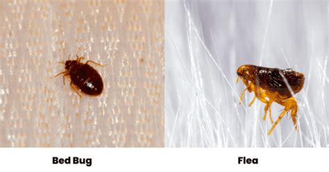 What Are Some Bugs That Look Like Fleas? (Photo Comparisons)