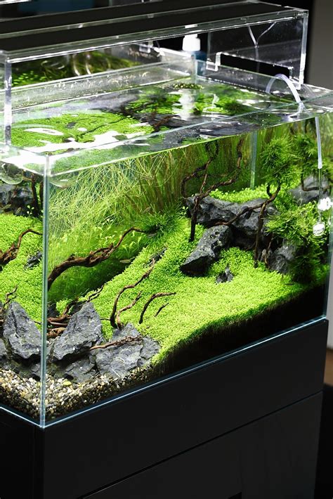 Green Aqua Showroom | Aquarium landscape, Aquarium fish, Aquarium fish tank