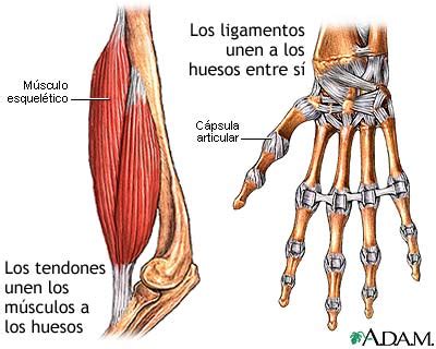 Tendones | arturo goicoechea