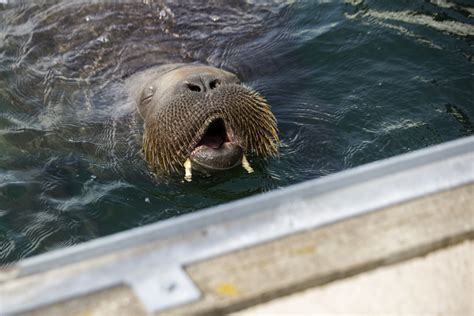 Freya, the super sociable walrus, is back in Oslo - The Limited Times