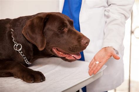 What Is Hemorrhagic Gastroenteritis in Dogs? - Facty