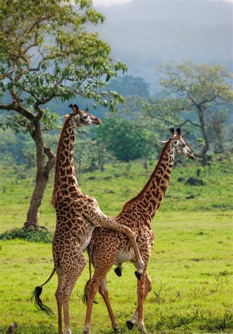 Arusha national park | Arusha park Tanzania | visit Arusha park