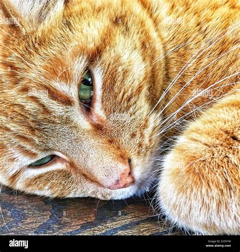 Orange cat with green eyes hi-res stock photography and images - Alamy