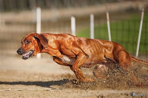 QUALITY DOGS — Rhodesian Ridgeback Power 2.0 by Peter kaul | Rhodesian ridgeback dog, Beautiful ...