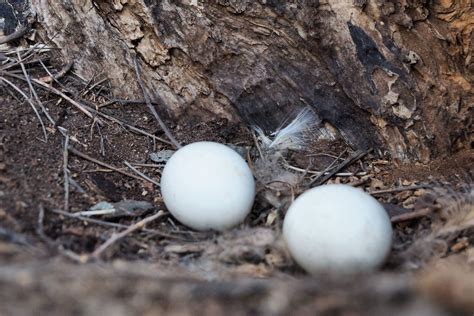 great horned owl eggs in nest. | dennis reed | Flickr