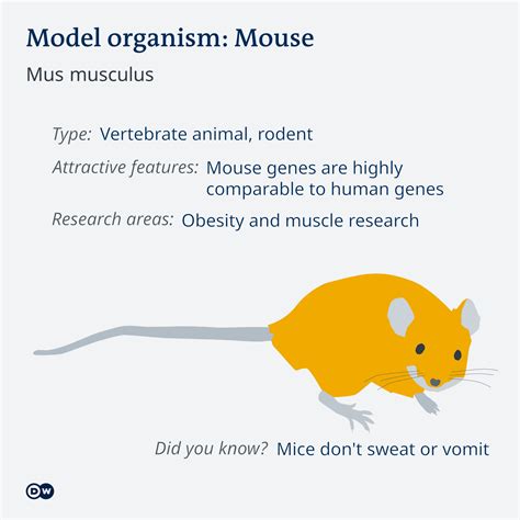 Model organisms are more than just monkeys and mice | Science| In-depth reporting on science and ...