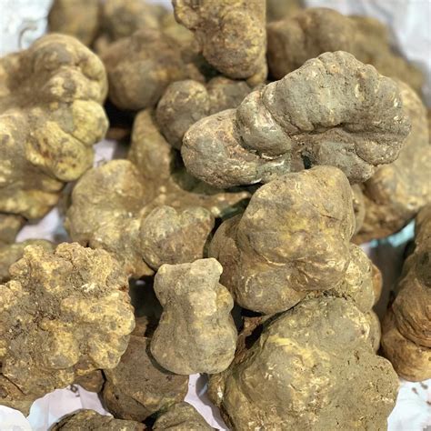 Fresh White Truffles – Small/ Medium – Truffles and co.