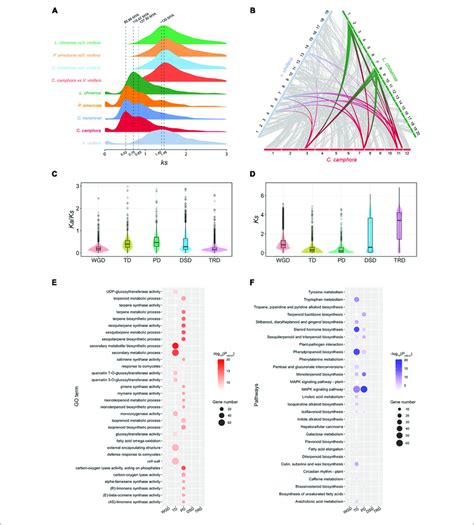 | Gene duplication and evolution. (A) Ks distribution of paralogs in ...