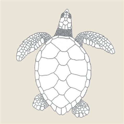 Hawksbill Turtle - Turtle Time, Inc.