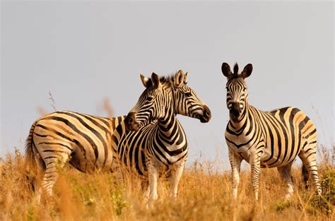 Plains Zebra - Facts, Diet & Habitat Information