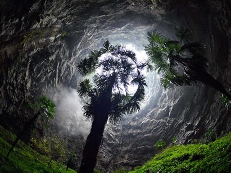 Cave Explorers Found an Ancient Forest in a Giant Sinkhole in China