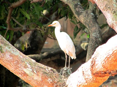 Gambar : alam, Outdoor, gurun, burung, hewan, terbang, margasatwa, liar ...