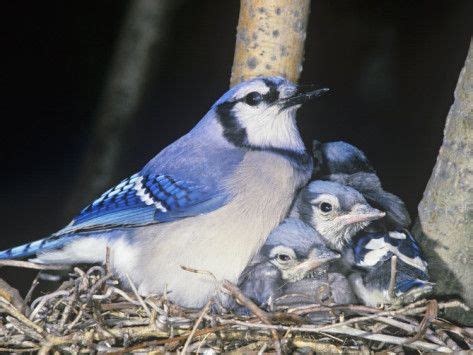 Blue Jay on its Nest with Young...Photography by John Barbara Gerlach | Blue jay, Pretty birds ...