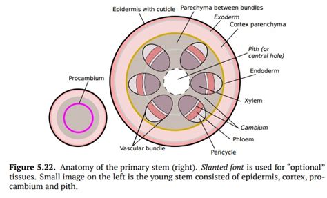 Anatomy of the Primary Stem